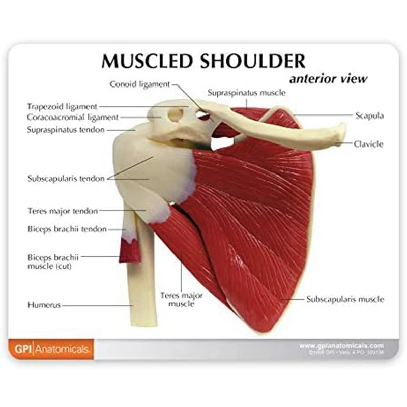 Muscle Shoulder Model, Human Anatomy Right Shoulder Joint Muscle Model,  Office And Classroom Anatomy Model Easy Install