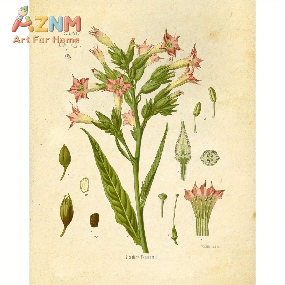 Vintage Botanical Wildflower Prints, Ink Inc Wall Art, Educational Botanical Charts and Posters, Home and Classroom Decor
