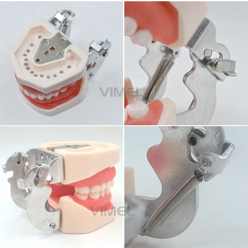 28/32 szt. Zębów Model nauczania dentystyczny wyjmowany Model zębów treningowy typodontów