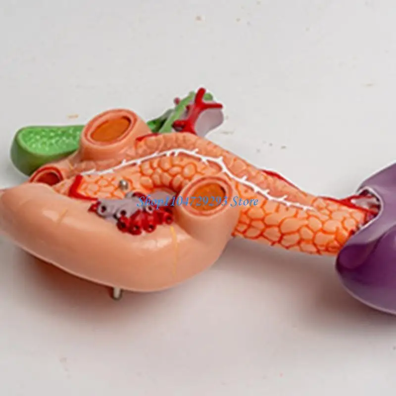 O modelo anatômico do Y2GD inclui aorta abdominal, pâncreas, baço e duodeno