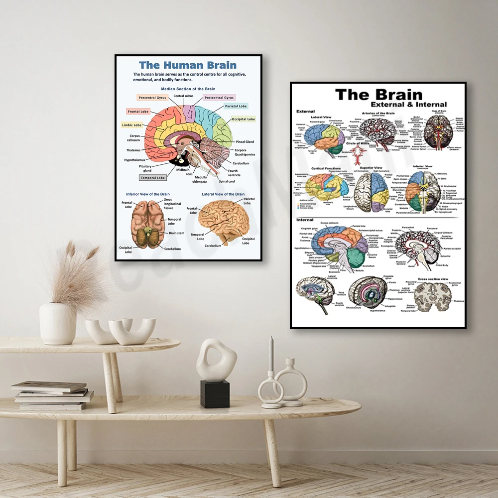 

Human anatomy brain map wall poster, human biology, human anatomy, clinical anatomy poster decoration, gift for medical students