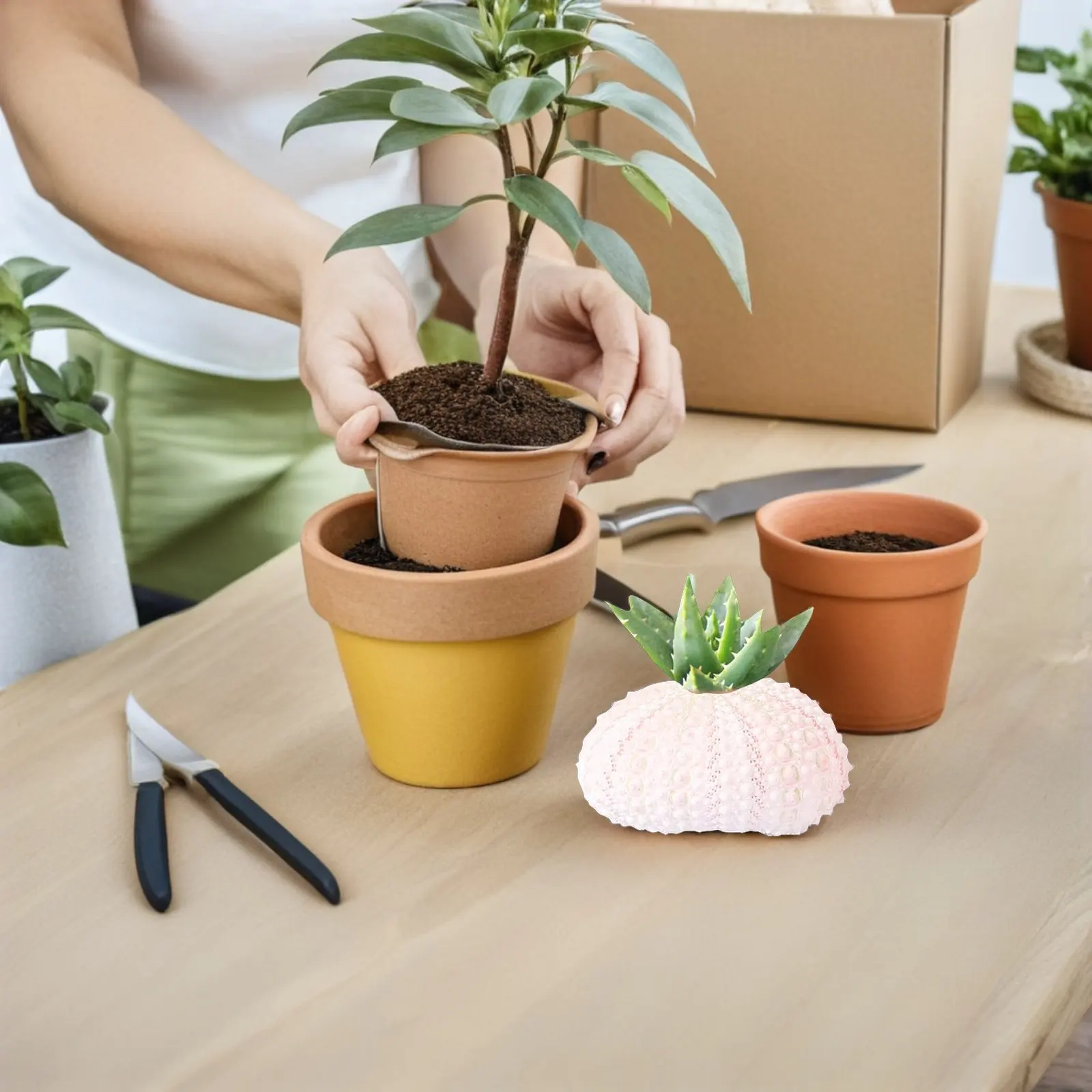 6Pcs Sea Urchin Flowerpots Creative Conch Shell Pot White Shell Flowerpots for Air Plants Succulents Desk Window Sill Living