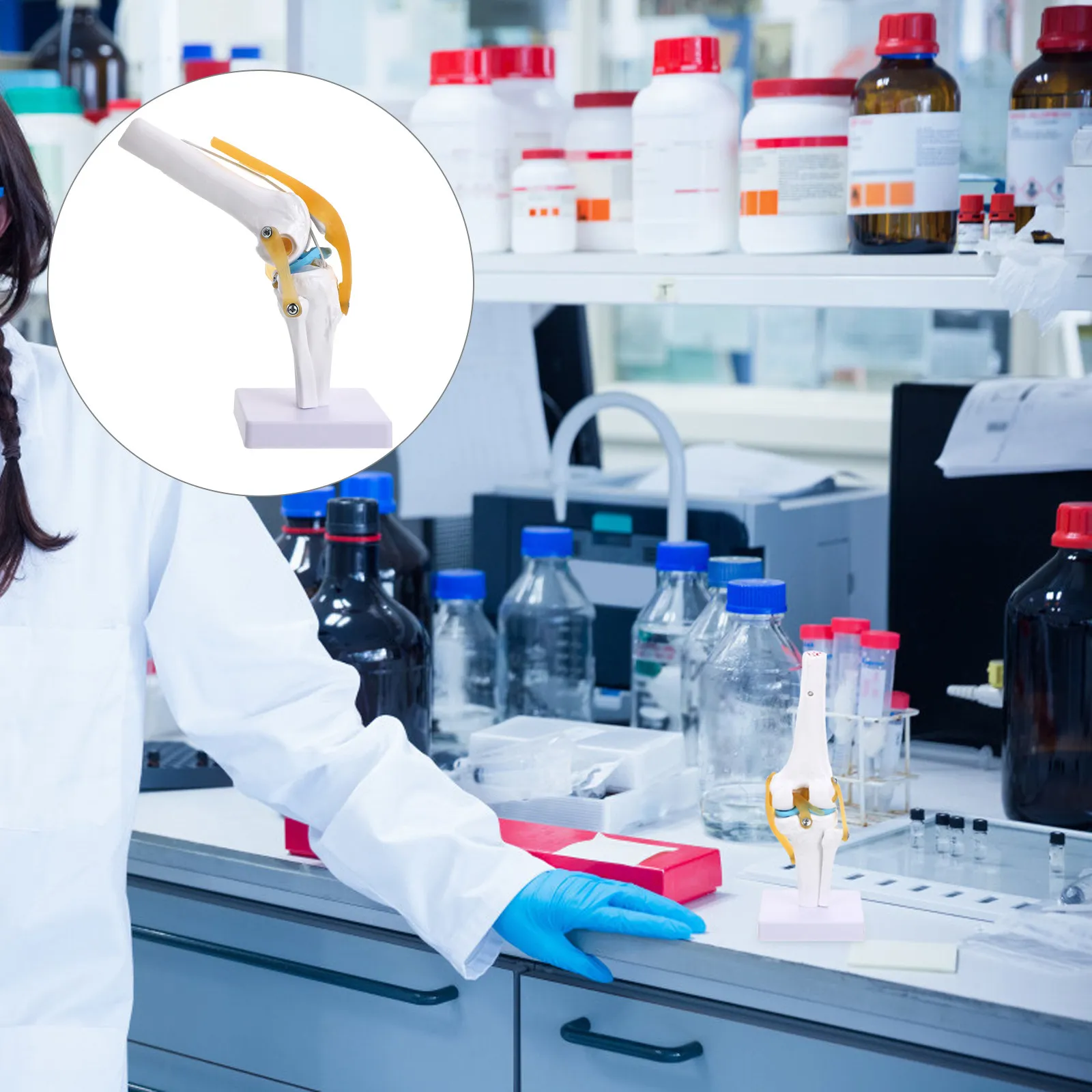 articolazione-del-ginocchio-umano-1-1-simulazione-per-insegnamento-medico-modello-anatomico-in-pvc-per-l'insegnamento-dei-legamenti-e-della-rotula