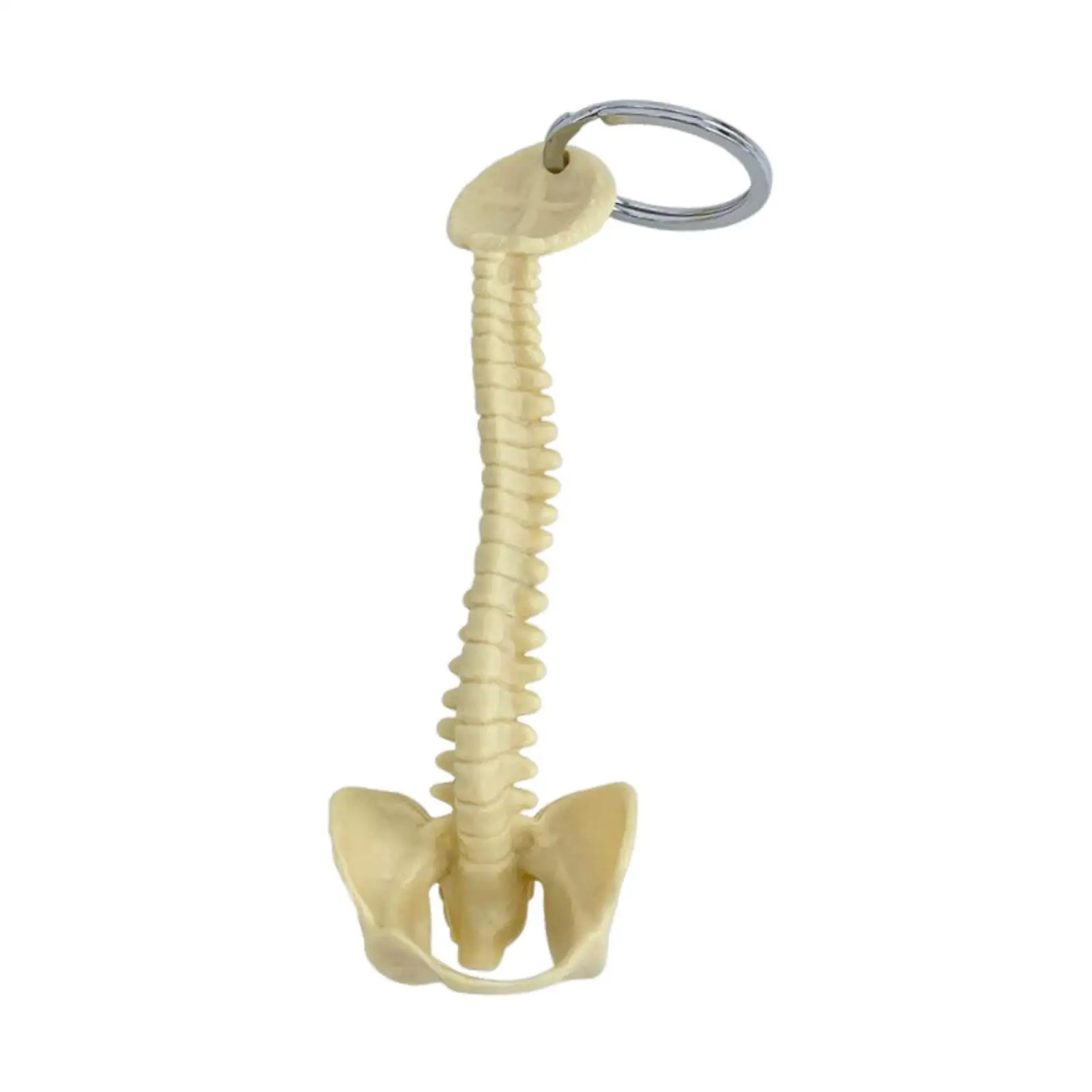 Skeleton Model Spine Keychain Educational PVC Vertebrae Charm Strong Ring Keychain for Students and Biology Lovers