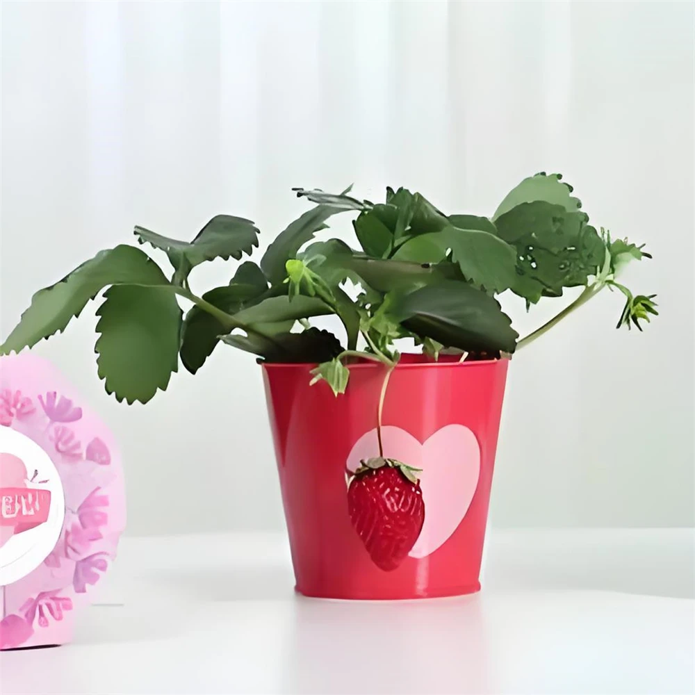 Strawberry Planting Experiment Potted Fruit Fragrant Flowers Plants Portable Tool for Observation of Plant Growth Potted Fruits