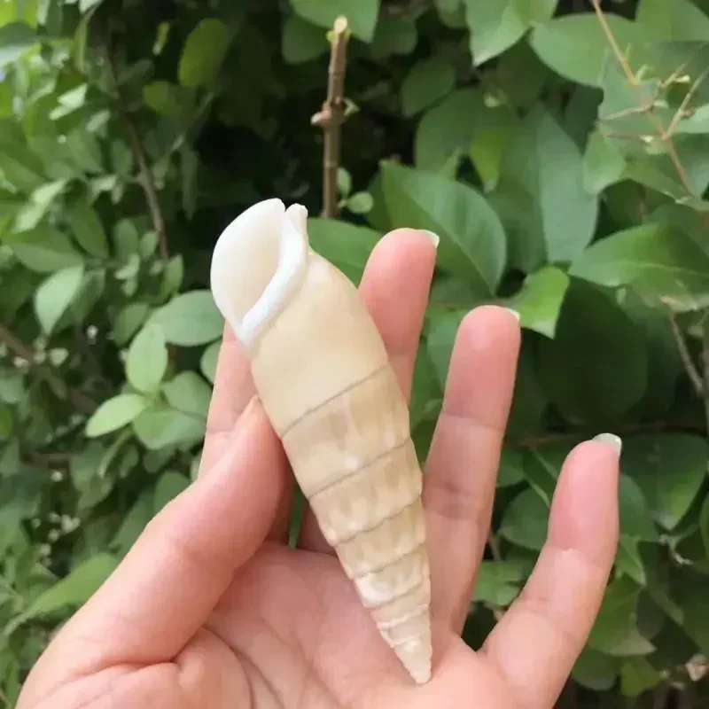 5PCS  Conch Shell Bamboo Shoots Snail Fish Tank Aquarium Decoration Ornaments White Specimen Snail Hermit Crab Replacement Shell