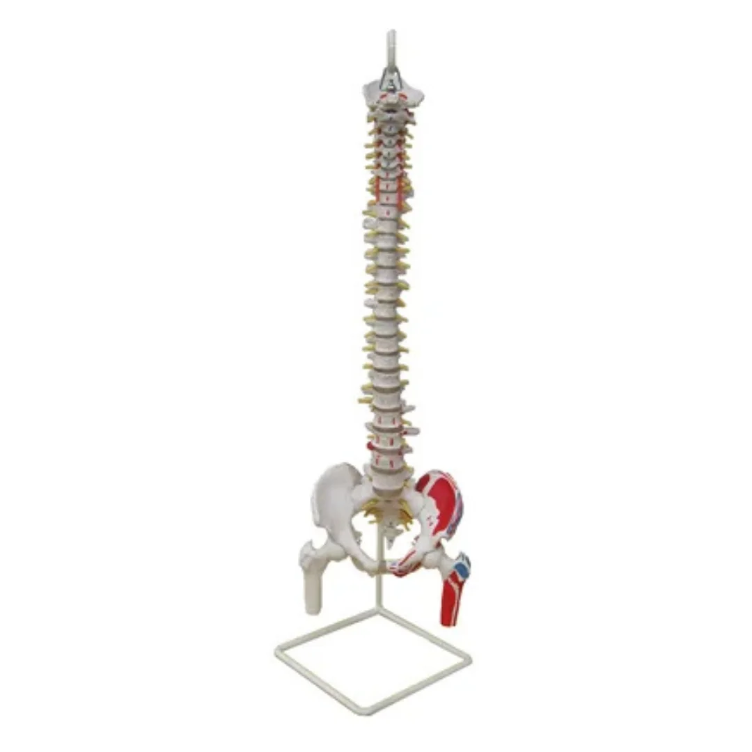 Natural Large Spine with Pelvis and Muscles Coloring Model Human Anatomy Medical Skill Training Simulator Educational Assistance