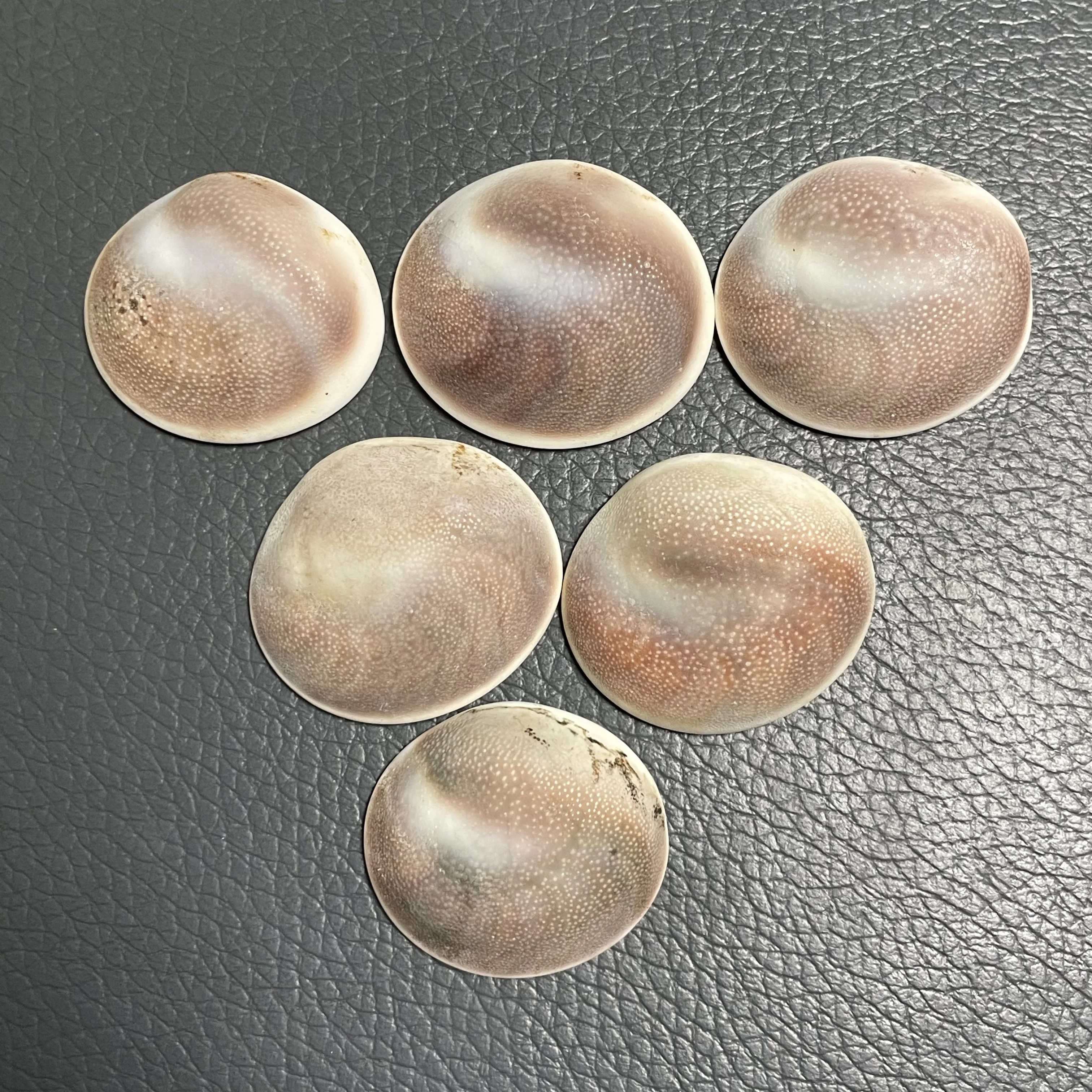 Natural Sun Shells Home Spiritual Altar Supplies Marine Collection Seashell Stones Healing Aquarium Decor Cheap Products