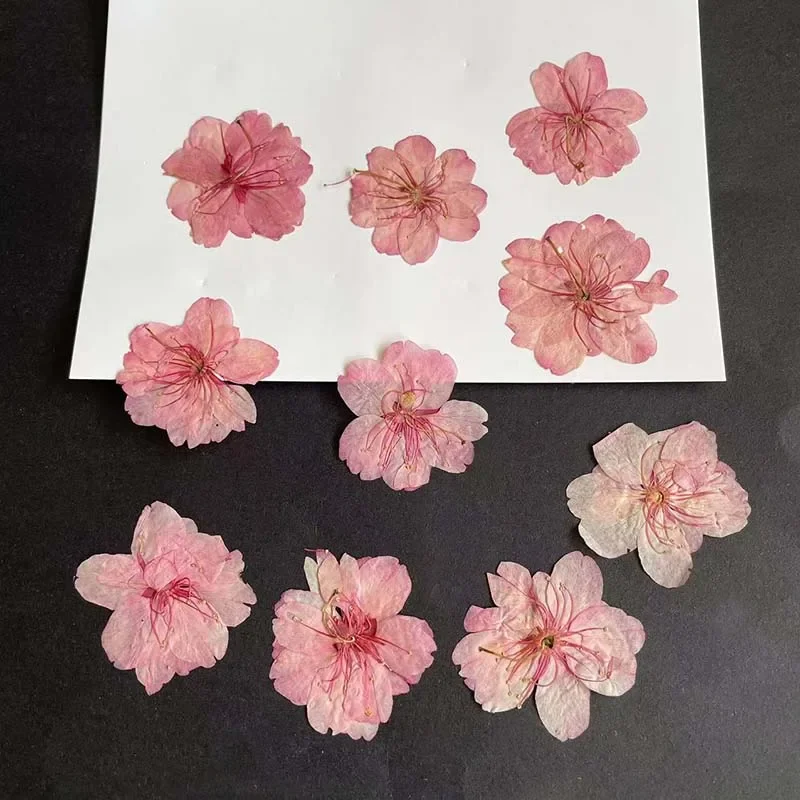 3-4.5CM/24PC Real Natural Dried Pressed Five Petals Cherry Blossom,Dry Press Roses Flower Heads For Resin Jewellery Art Supplies