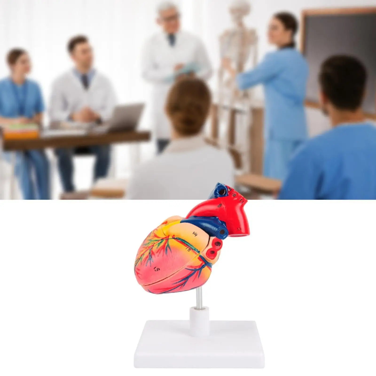 

Human Heart Model, Human Heart Structure Model ,PVC Heart Anatomical Model, Teaching Aids for Biology Teaching,