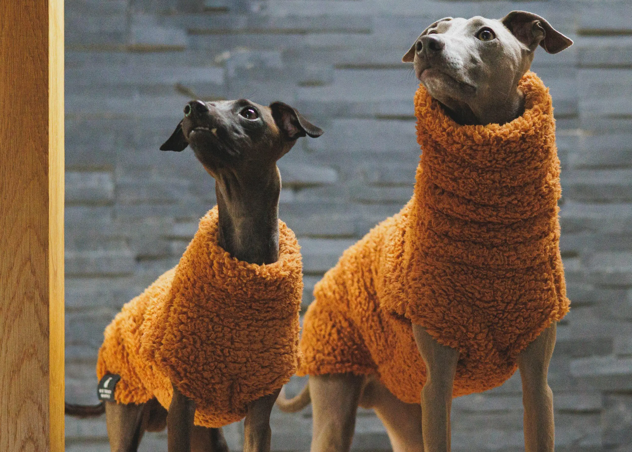 Winterlicher orangefarbener Fleece-Pullover für Whippet-Hunde, hochgeschlossener, dicker, warmer Sweatshirt mit Ärmeln für ungarische spanische Windhundkleidung – Detail 8