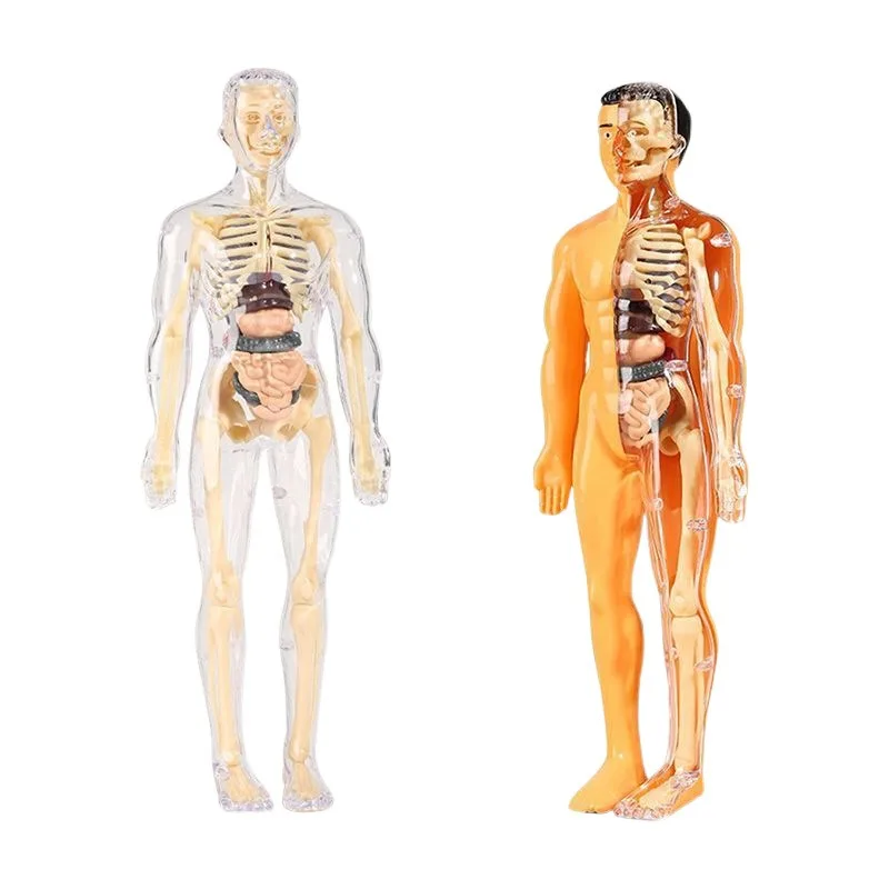 

Teaching Skeletal Model 30pcs Human Anatomy Model Kit - Detachable Skeleton and Complete Torso Medical Kit with Removable Organs