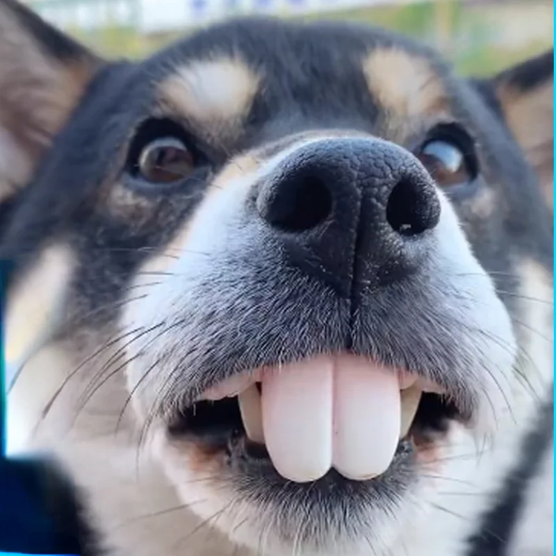 Fausses dents pour chien, prothèses amusantes, fournitures de décoration pour animaux de compagnie, cosplay d'Halloween, jouets humains et vampires, délicats et drôles