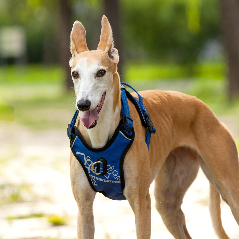 Tas punggung rompi Harness anjing peliharaan besar kokoh tahan lama ransel profesional berjalan di luar ruangan dengan pegangan untuk hewan besar Labrador Retriever