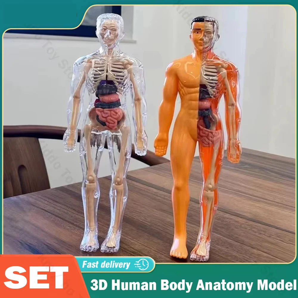 

3D модель туловища человеческого тела для детей, анатомический скелет, съемный имитационный орган и скелет, съемные модели для образования костного тела