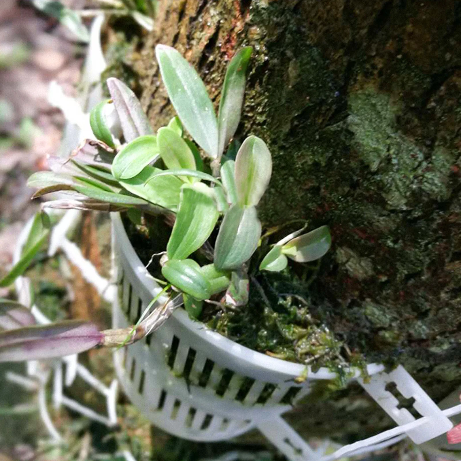 10Pcs Root Control Plant Pots Transparent Orchid Planter Flower Growing Pot Garden Plants Pot Nursery Basket Orchid Planter