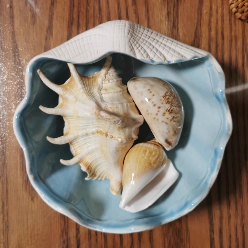 

Ceramic Jewelry Box with Conch Design, Elegant Earring，Decorative Trinket Display Organizer, Shell-Themed or Bracelets Necklaces