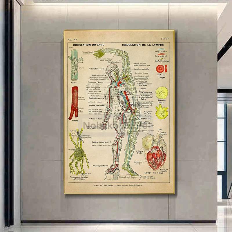 Human Anatomy Retro Poster Muscular Skeleton Chart Medical Anatomy Illustration Prints Canvas Wall Art Pictures Home Room Decor