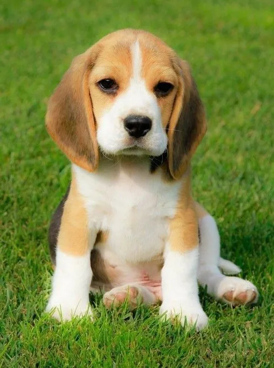 

JMINE Div 5D Beagle Puppy Dog, полная алмазная живопись, наборы для вышивки крестом, художественные собаки, щенки, 3D краска по бриллиантами