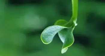 

100% Brand New ANR26650 Rechargeable Battery M1B 26650 2400mah-2500mah 70A 3.7v Lithium-ion High Discharge Battery