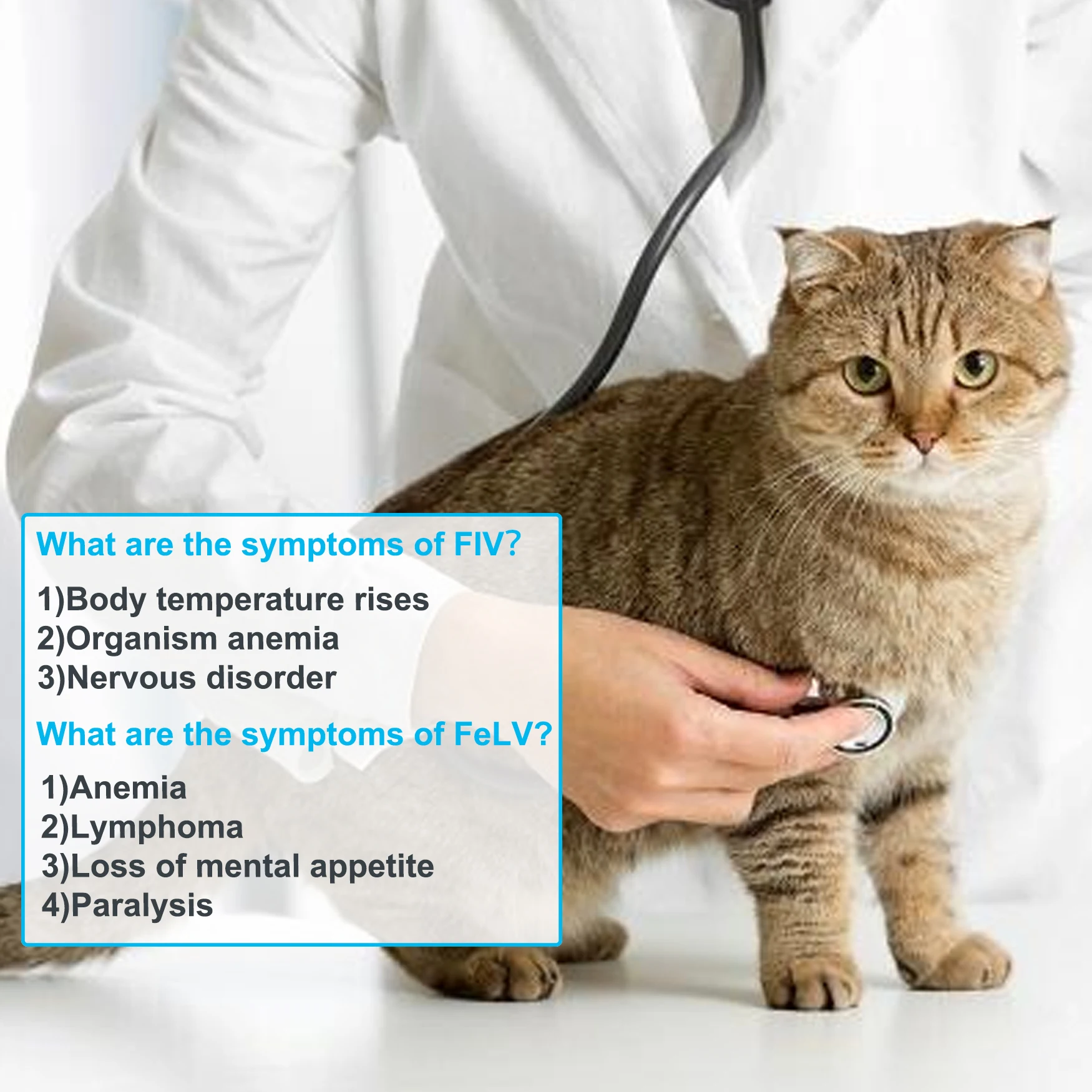 MongGo Q 5 and 10-Packed Feline Leukemia, Auxiliary Diagnostic, Healthy Rapid Testing Kit for Cats FIV, FeLV-5/10