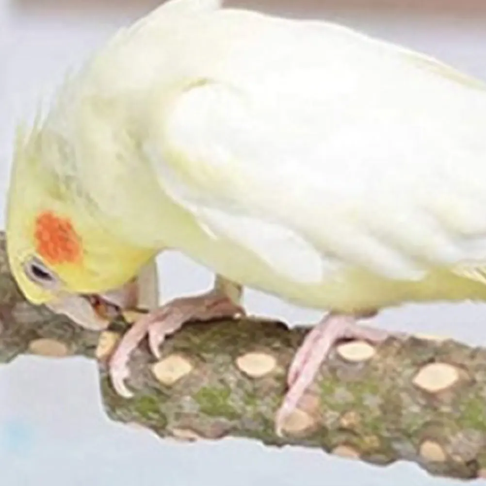 

4pcs Sturdy Parrot Standing Rod Kit Bird Cage Mount Wear Resistant Bite Proof Durable Perch Toy for Large Birdcage Supplies