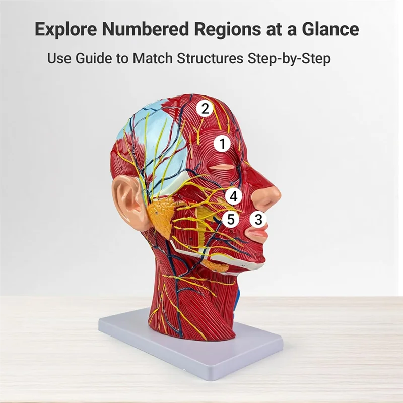 

AA05 Life-Size Human Anatomy Model Of The Head And Neck, Detailed Neurovascular And Muscular Structures, 81 Labeled Parts