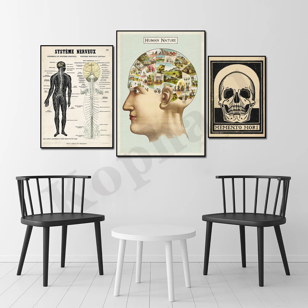 Abstract Vintage Skeleton Anatomy Nervous System Diagram Antique Phrenology Unique Wall Decor Poster
