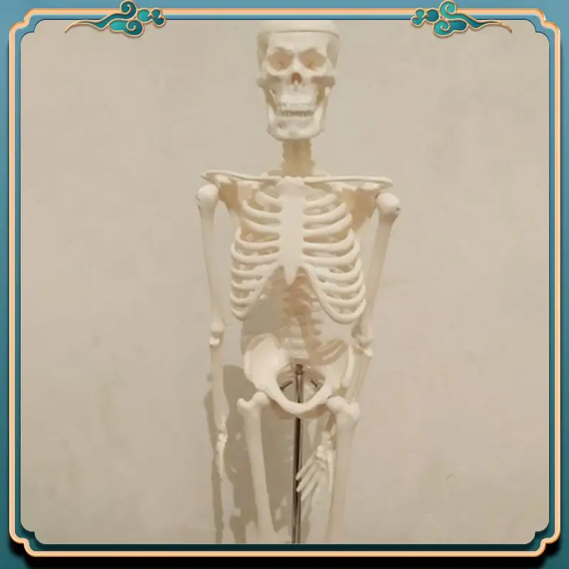 ABJG-4 個 45 センチメートル人間の解剖学的解剖学スケルトンモデルポスター学習援助解剖学人間の骨格モデル