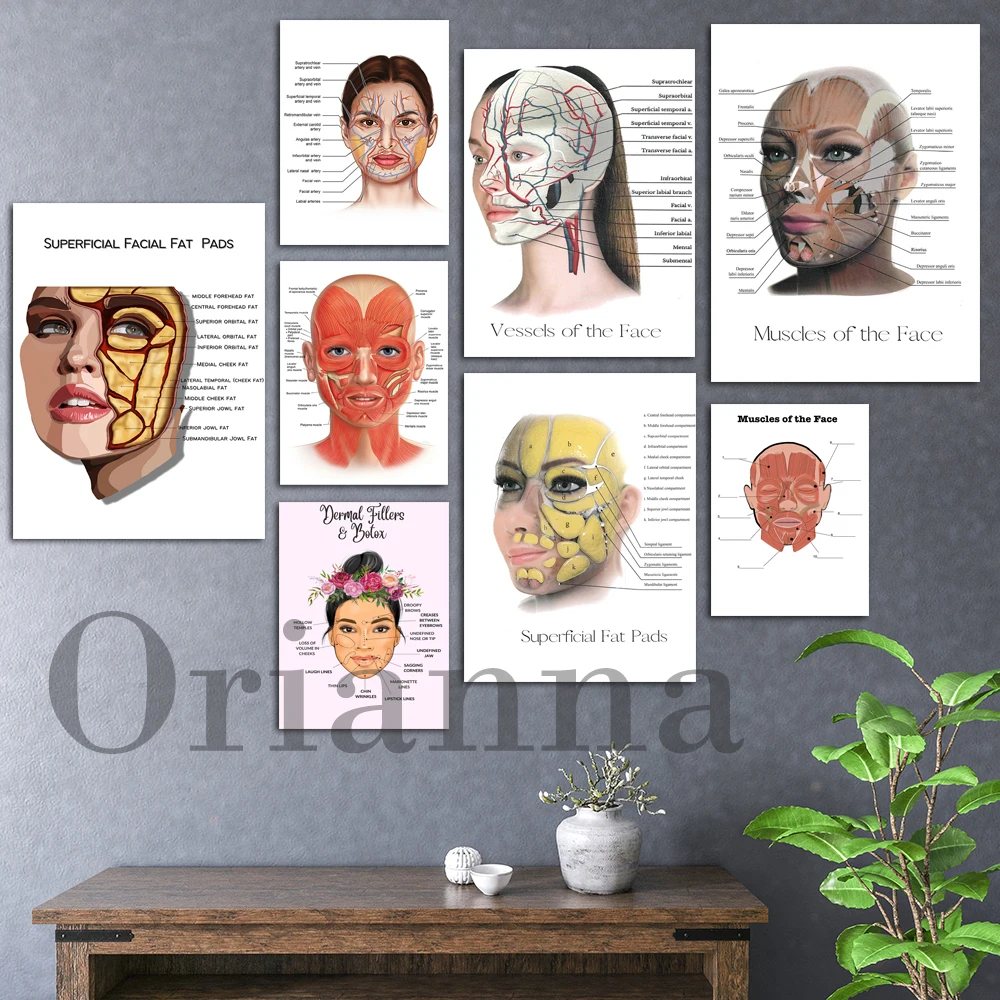 Female Face Anatomy And Physiology Muscles Vessels And Fat Pads Dermal Fillers And Botox Print Poster Doctor Clinic Salon Decor