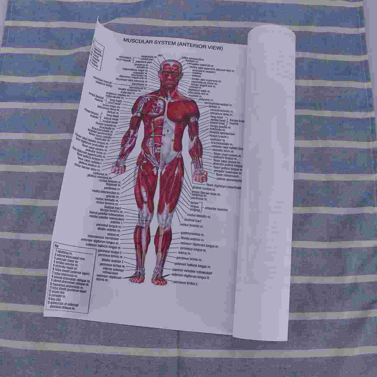 

Muscular Anatomical Chart Poster Muscle Anatomy Human Posters Pearlescent