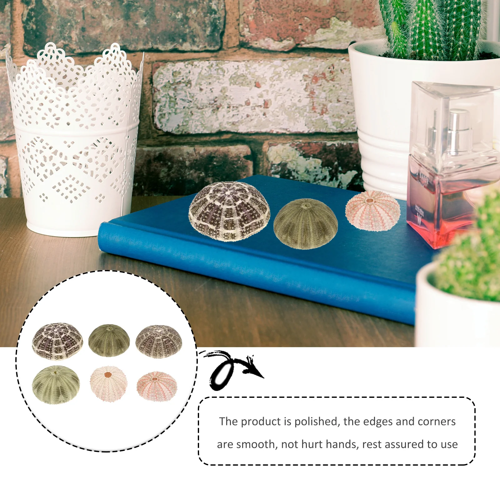 

6Pcs Sea Urchin Air Plant Pot Natural Shell Material Safe Durable Long Life Aquarium Decors DIY Gifts Sea Urchin Decor