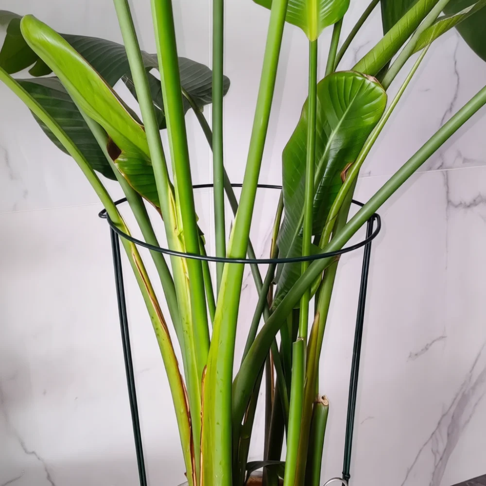 Verticale plantensteun, metale - Bonsai Vertical Garden recensie en prijs