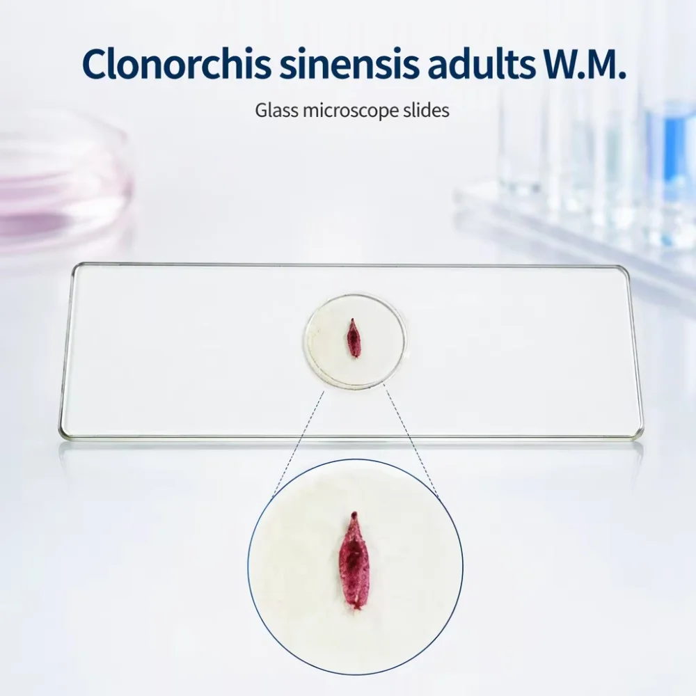 1 Pieces Clonorchis Sinensis Microscope Slide, Adult Whole Mount Parasitology Prepared Slides Slides