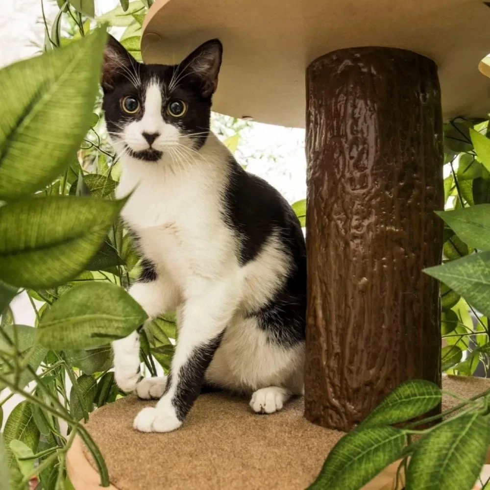 Imagem -06 - Cat House And Cat Activity Tree Scratcher com Uma Casa de Gatos para Arranhar Gatinhos Casas e Condomínios