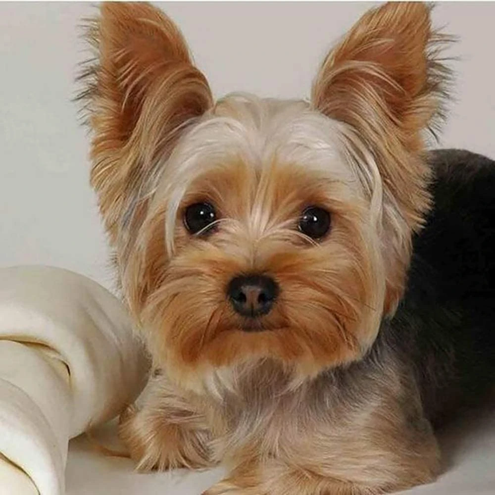 Zwierzę Yorkshire Terrier Wstępnie wydrukowany 11CT Haft krzyżykowy Kompletny zestaw Nici DMC Hobby Robótki ręczne Szycie Projekt