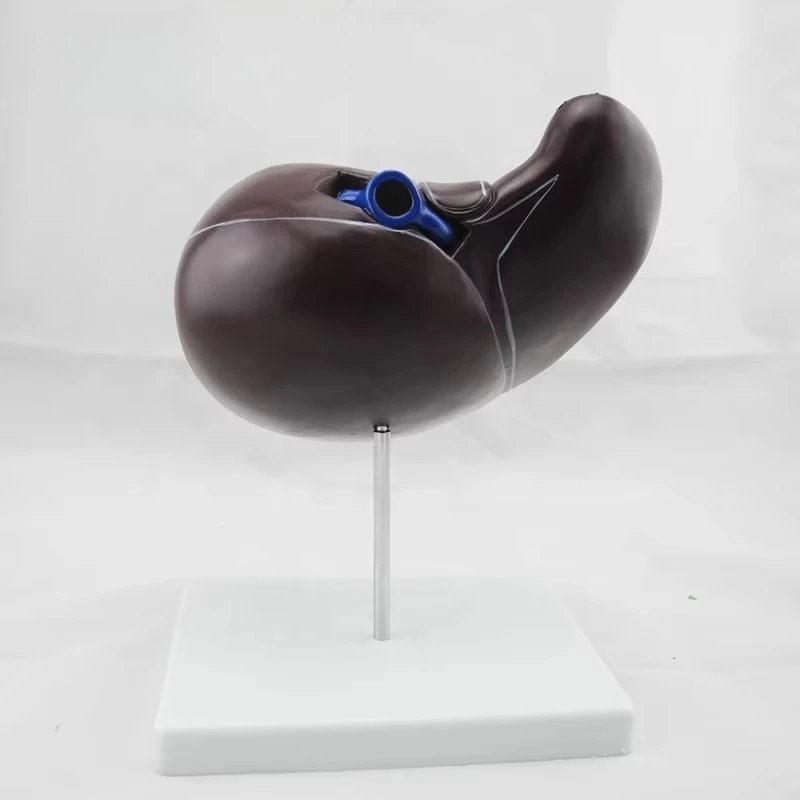 Human digestive system and liver anatomy model Medical science teaching model