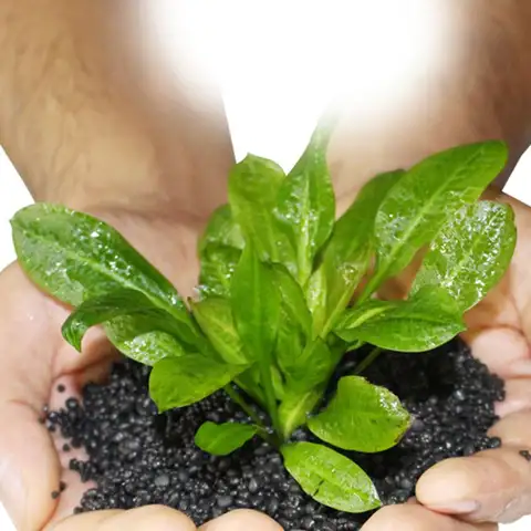 100g Vattenlevande Flytgräs Lera Akvariumjord Vattenogräs Vattenväxter Vattenväxt Vattenogräs Flytgräs Vattenväxt Akvarium 10 best sales akvariegräsfrön - №10