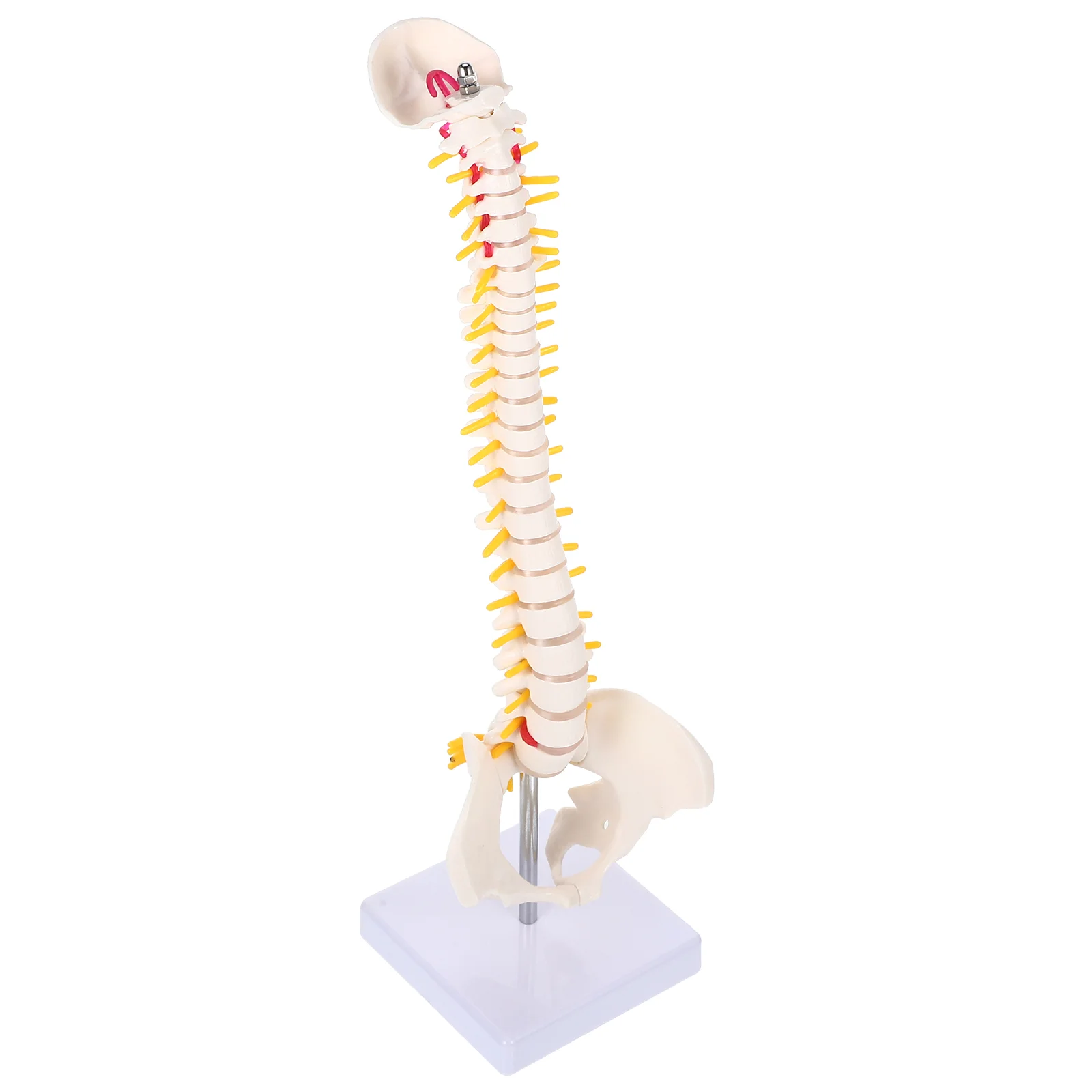 Modelo de columna vertebral cervical para entrenamiento de práctica de coxis de PVC, modelo de columna vertebral para médico