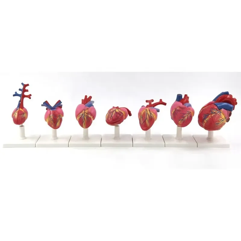 for Anatomical Life Size Animal Hearts Model of 7 Different Animal Vertebrates PVC Heart Model