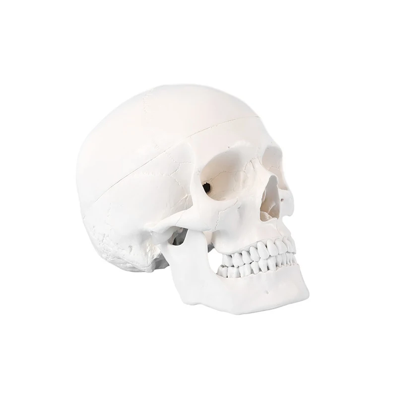 

Human Head Skull Anatomical Model Life Size Adult Human Anatomy Head Skeleton Model with Removable Skull Cap