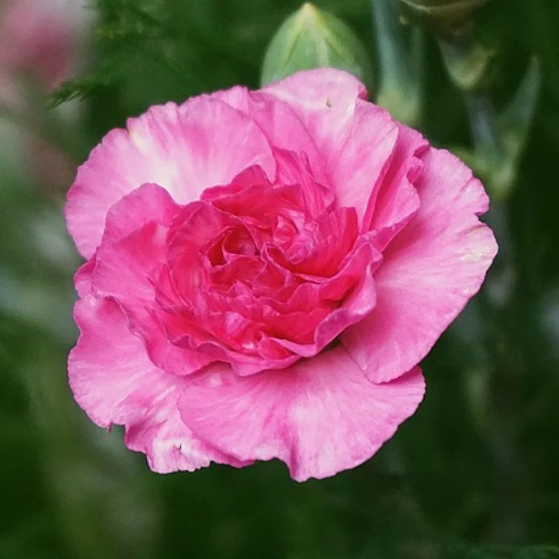 

4 шт. алюминиевые шестигранные гайки для колес 17 мм для радиоуправляемого автомобиля Arrma 1/7 1/8 6S Felony Fireteam LimitLess Mojave Kraton Notorious