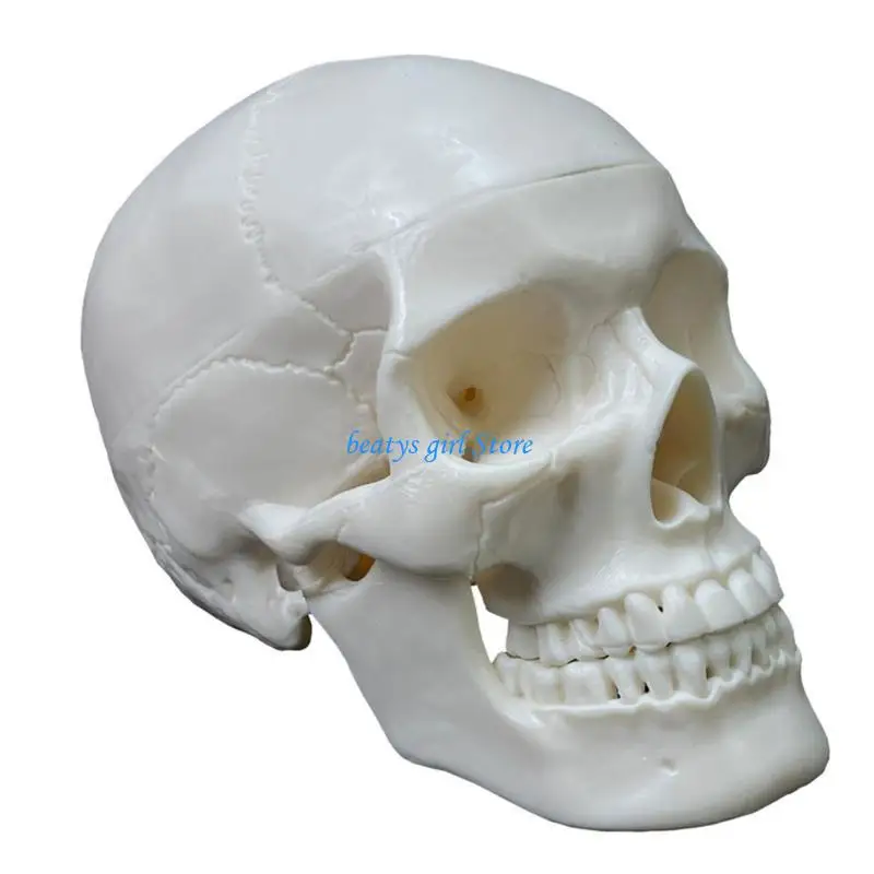C7AB Includes Skull Cap  2-Part Anatomical Model Anatomy Teaching Supplies
