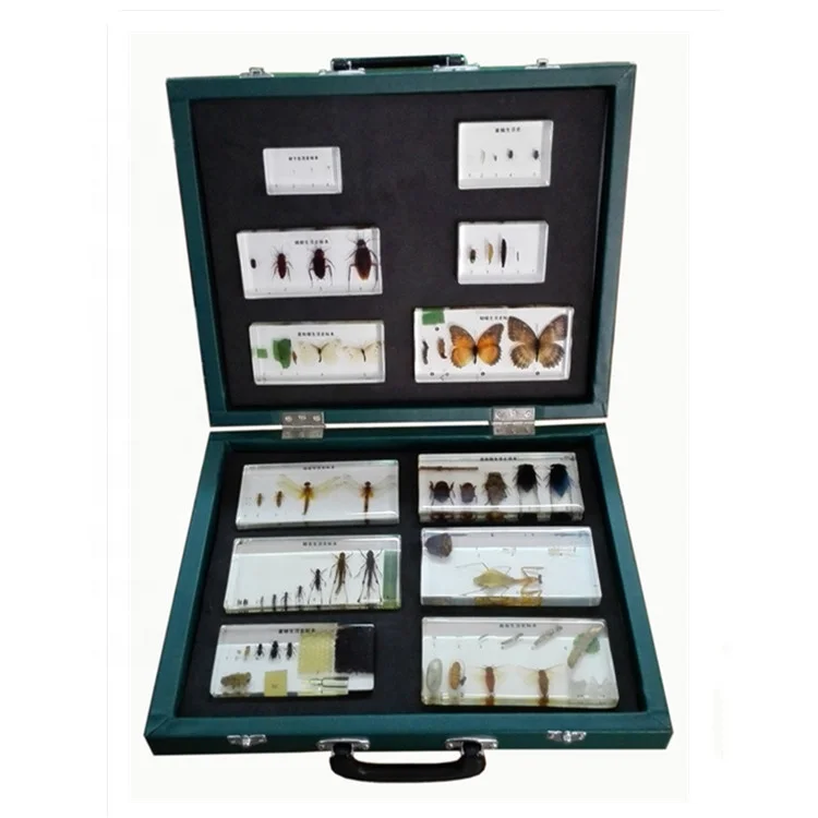 

Animal Life Cycle Resin Education Kits Life Cycle of Insects Specimen for Biology Teaching