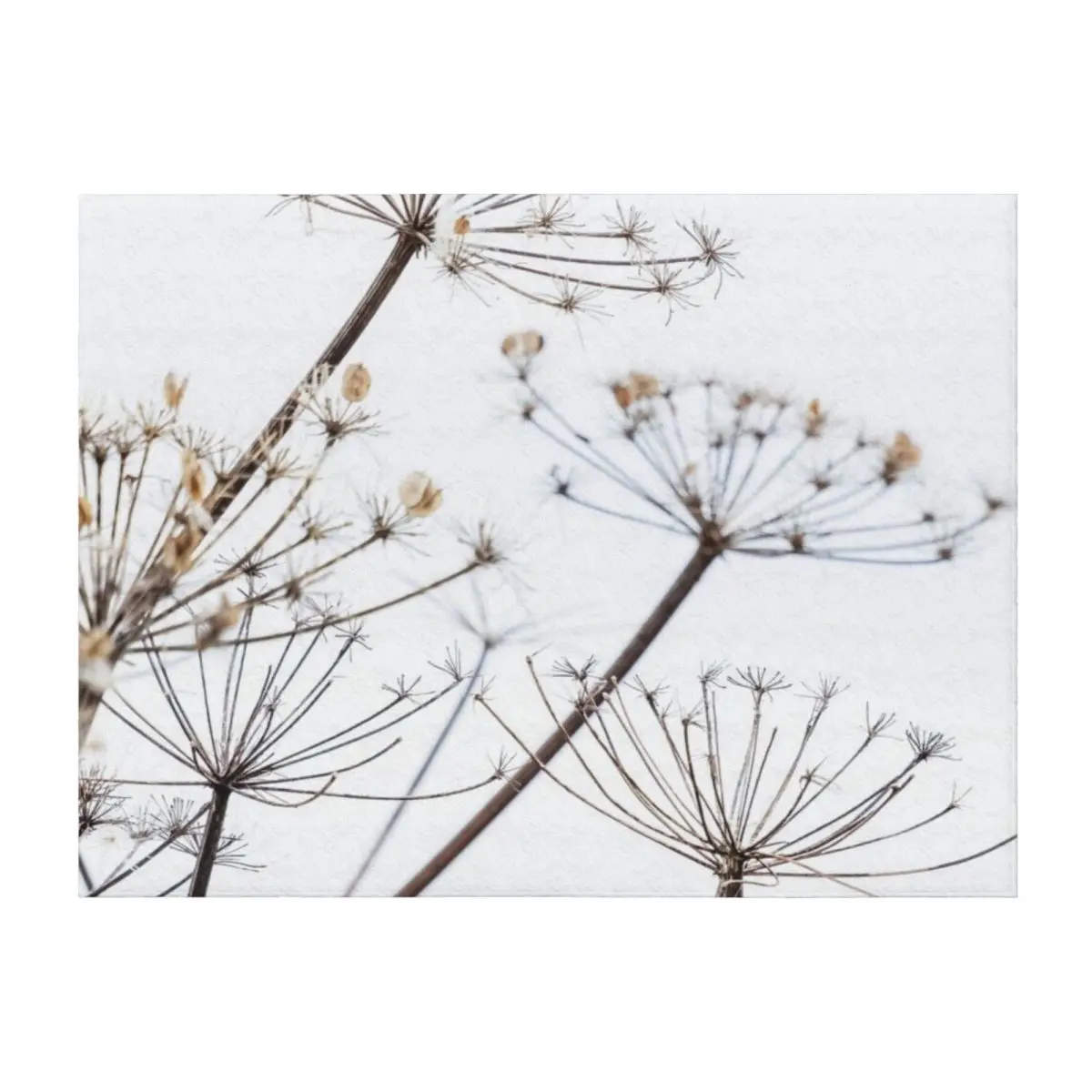 

Dried Cow Parsley Seed Heads Throw Blanket Luxury Throw Soft Big Heavy Blankets