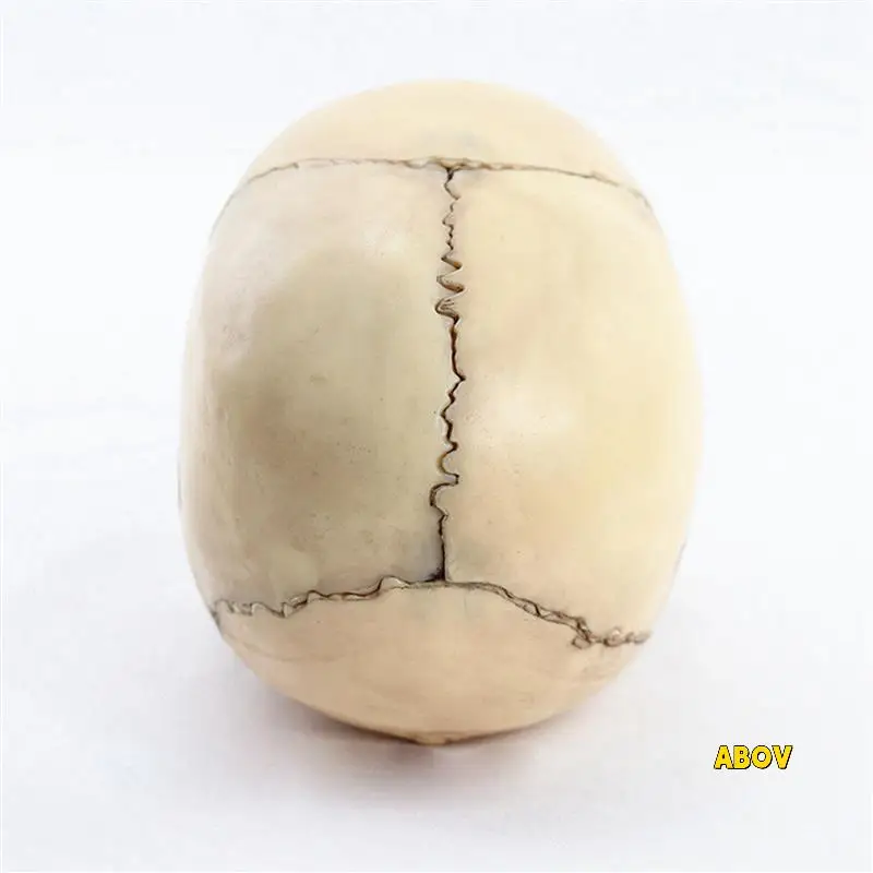 

6X 1:2 Disassembled Skull Anatomical Model Anatomy Skeleton Skull Model Detachable Teaching Supplies Tool