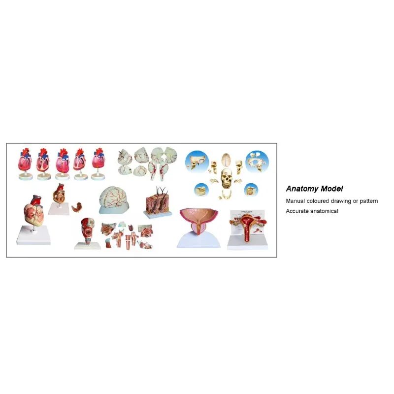 

unique New Advanced Abdominal Palpation and Delivery Machine Transfer Model