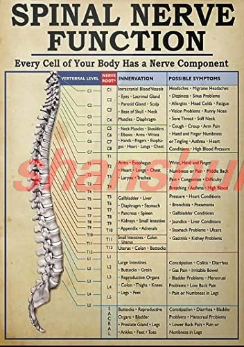 Funny Retro Metal Tin Sign Spinal Nerve Function Poster Poster Spinal Nerve Function Chart Root Chart Chiropractic Rustic H SHUI