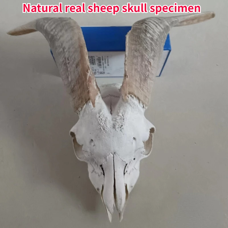 

Natural Real Sheep Skull Specimen Sheep Head Decorative Ornaments Handmade Characteristic Handicraft Gifts Sculpture