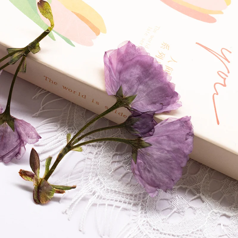 48Pcs New Product Guanshan Cherry Blossom Side-Pressed Multi-Head Dried Flowers DIY Real Leaf Plant Specimen Bookmark Pressed Flower Table Lamp Decoration Painting Material Kit Craft Decoration - view 3
